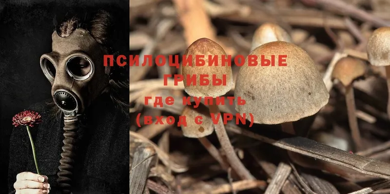 Псилоцибиновые грибы Psilocybine cubensis  Еманжелинск 